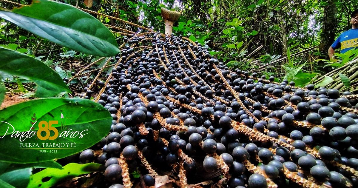 Asaí, la exótica y nutritiva fruta amazónica (Foto: Papito Richter)